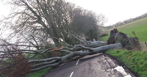 The Dark Hedges