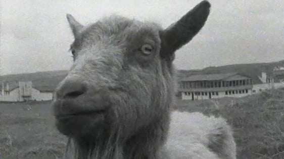 Weather Forecasting Goats in Lahinch (1971)
