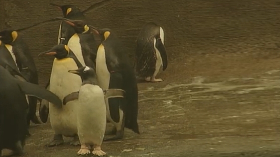 Penguins at Belfast Zoo (2001)