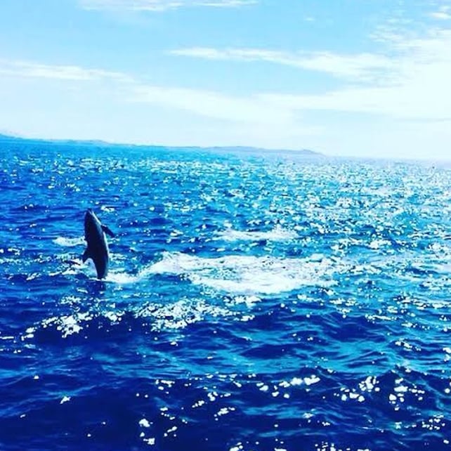 Ag Snámh le Deilfeanna i Kaikoura Ag Snámh le Deilfeanna i Kaikoura