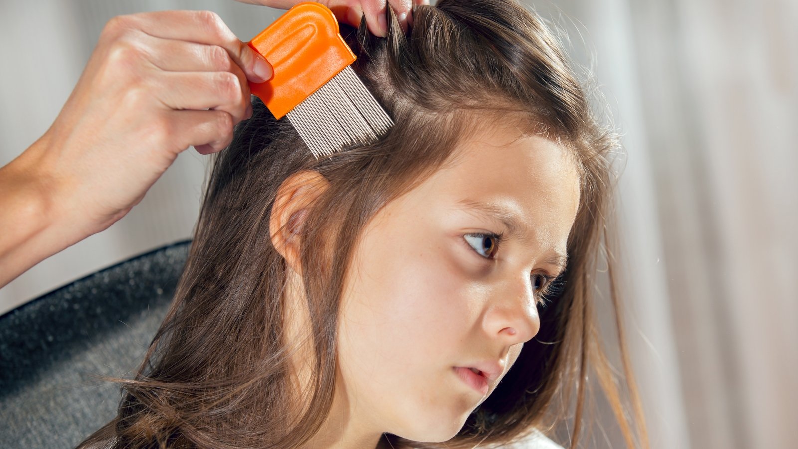 headlice: everything you (don't) want to know