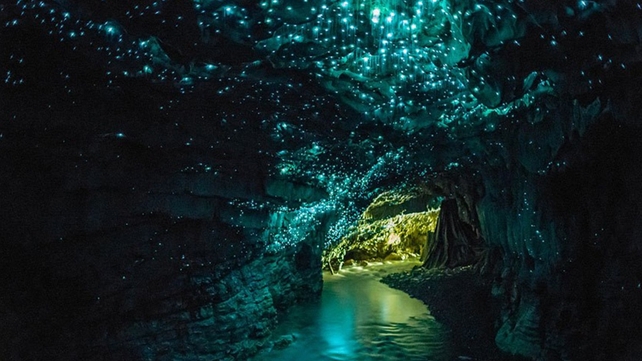 Uaimheanna lampróga Waitoma