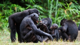 Animals and Love