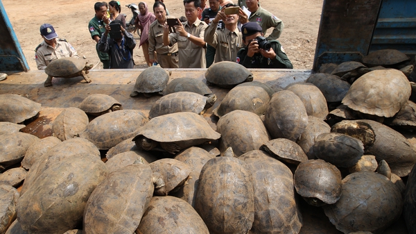 Officials found 102 elongated tortoises