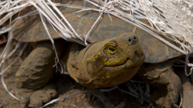 Cambodia Recovers 119 Stolen Tortoises, Pythons