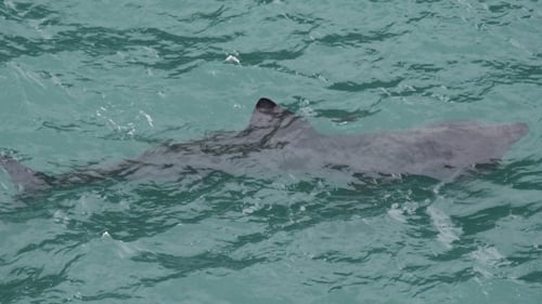 Basking sharks can grow to 10m