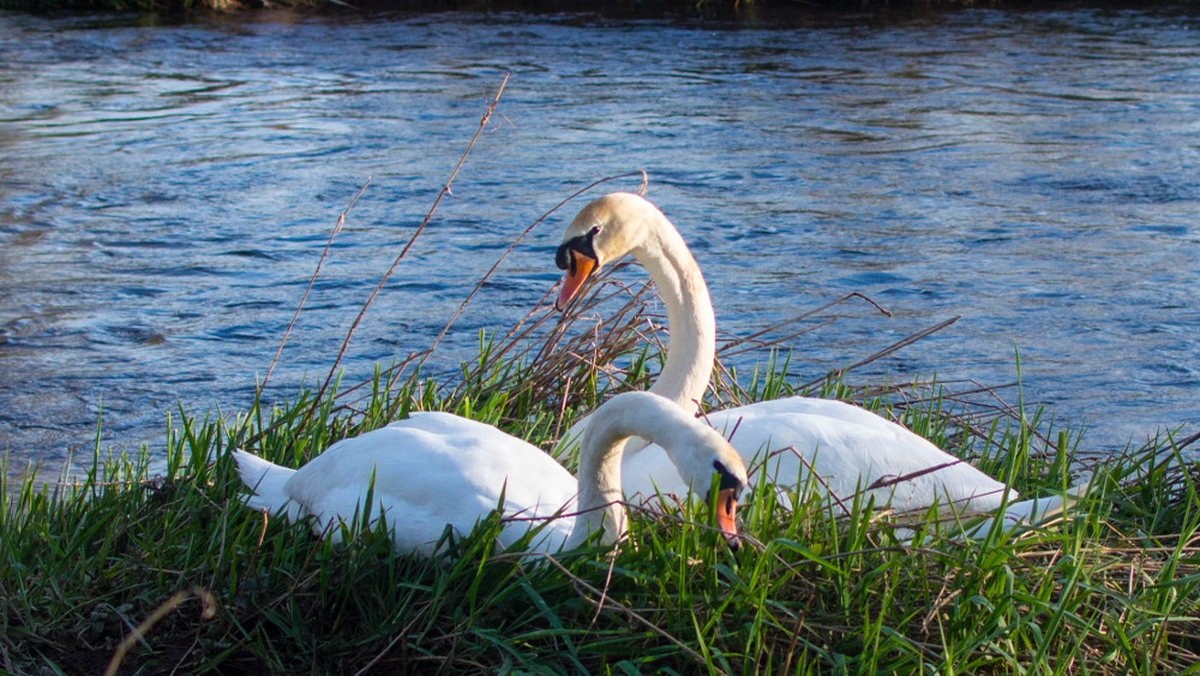 Calls For Dogs To Be Kept On Leads After Swan Dies From Attack ...