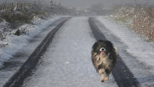 On the run: "canine venereal disease tumours consist not of the host individual's cells, but of the cells from a dog that originally lived thousands of years ago."