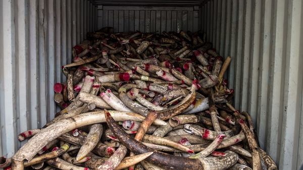 A huge pile of tusks was pulverised before being incinerated