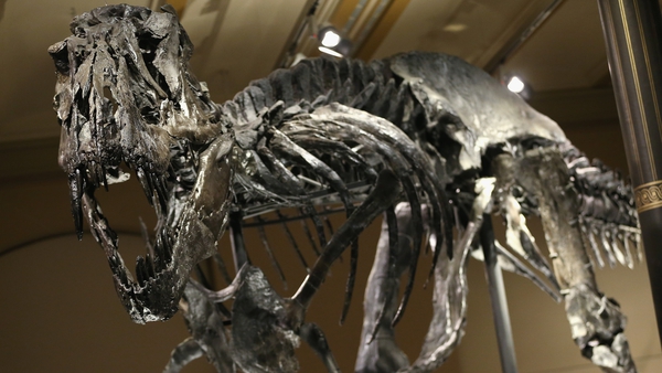 Meat-eating relatives of Tyrannosaurus rex were in more gradual decline than herbivores, research suggests