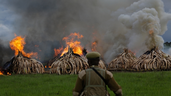 A Kenya Wildlife Service ranger stands guard in front of the burning pile of elephant tusks in Nairobi, Kenya