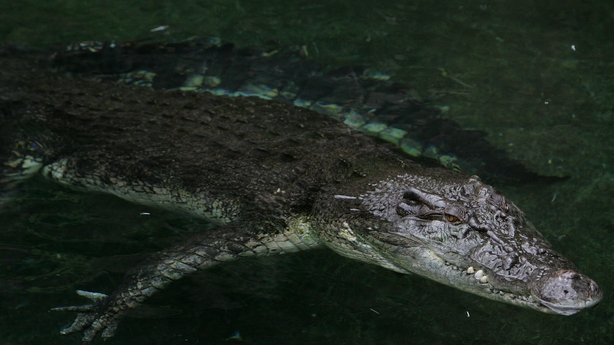 Man survives crocodile attack - Post Courier
