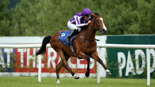 The versatile Minding has won four of her five Group One assignments this season over distances ranging from a mile to a mile and a half