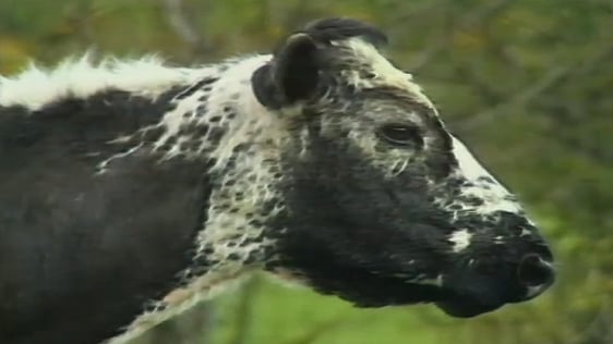 Big Bertha the 43 year old cow who gave birth for the 39th time.