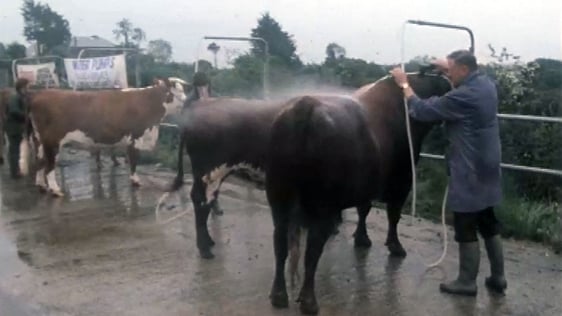 Grooming Demonstration (1986)