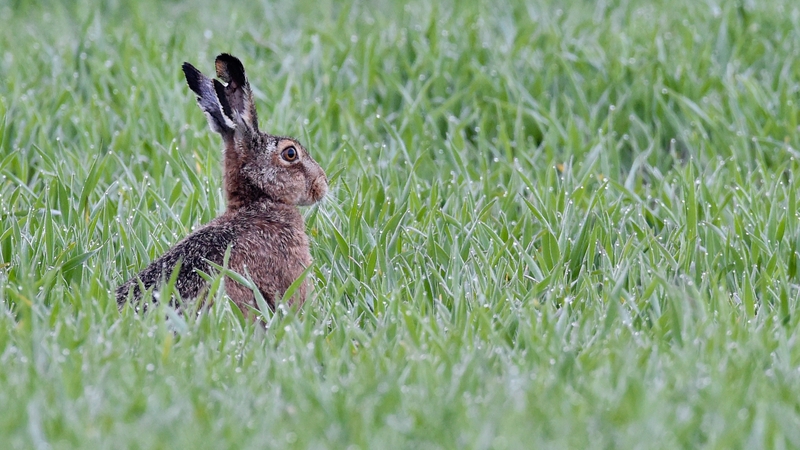 The highly contagious disease does not affect humans, but is fatal to rabbits and hares