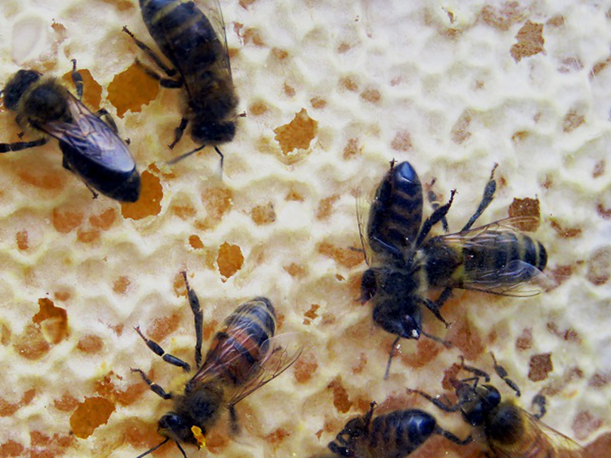 Threat To The Honey Bee