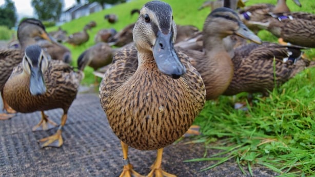 Duckling eating his pizza dinner, By Duck Life