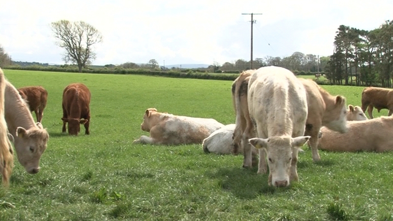 Ireland to significantly increase US beef exports