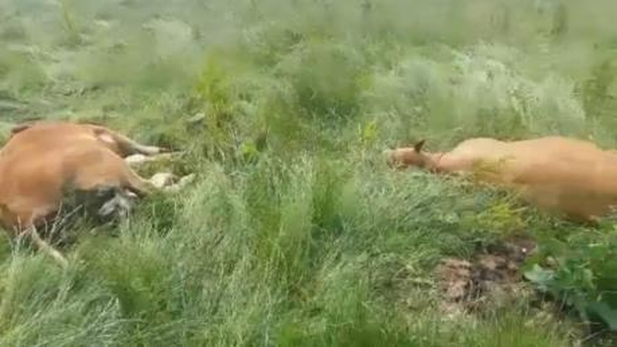 Farmers and firearms This Week RTÉ Radio 1