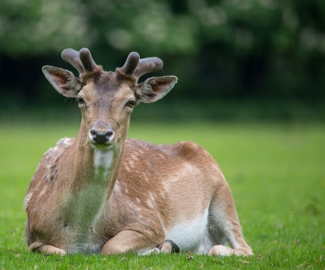 The resident Fallow Deer