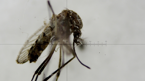 The Zika virus is principally transmitted by mosquitoes