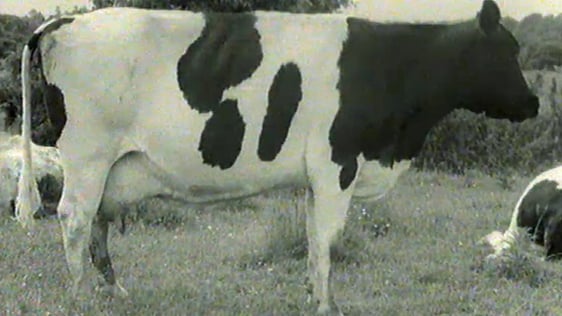 Gillis Farm (1966)