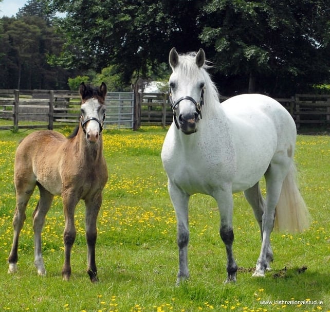 Sport Of Kings -  National Stud