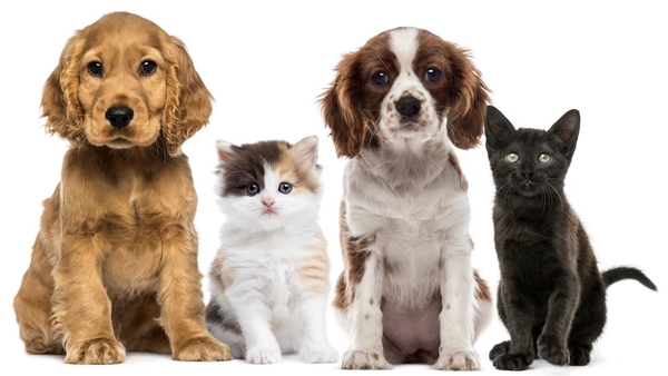 6 tips on buying pet insurance