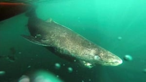 Greenland sharks are slow swimmers and are nearly blind, but are capable hunters