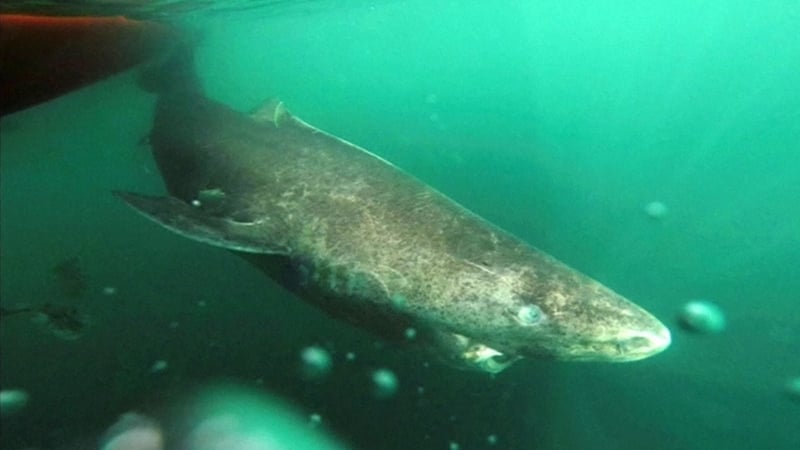 Greenland sharks can live to be 400, says research