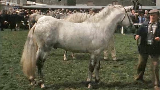 Connemara Pony Show (1981)