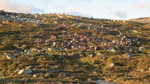 The animals apparently died after lightning struck the central mountain plateau