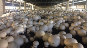Irish mushroom growers rely on the UK for 80% of sales