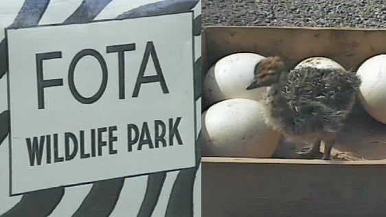 Buster the Ostrich at Fota Island Wildlife Park (1986)