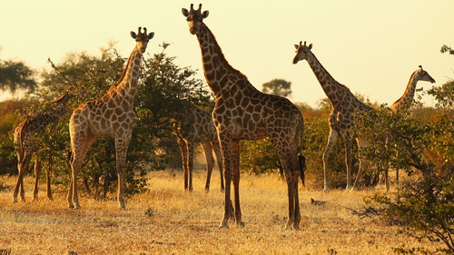 Giraffes on Mashatu game reserve in Botswana