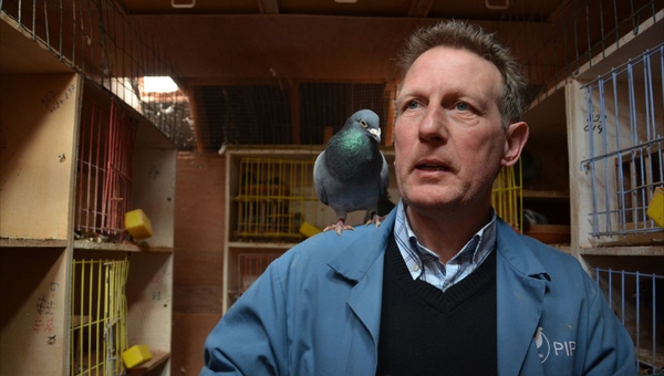 A racing pigeon called Bolt made headlines when it was sold to stud for more than €300,000 by an auction house called Pipa in Ghent. RTÉ Radio 1's Doc on One has the story.