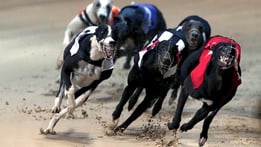 Greyhound: Derby Final
