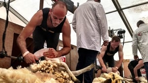 Sheep shearing at the Ploughing Championships