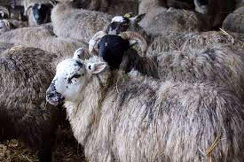 Bad Weather Has Caused Problems For Sheep Farmers