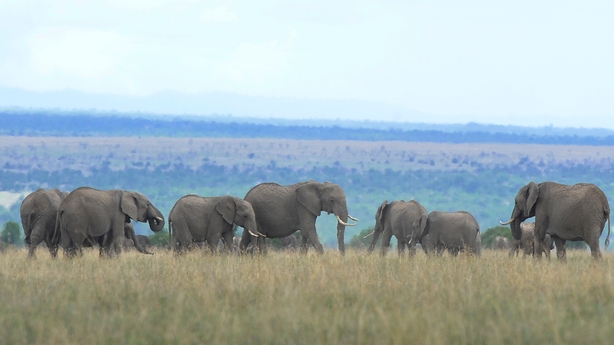 Elephants are pictured at the Ol Pejeta Sanctuary in Laikipia