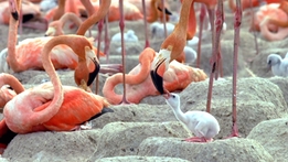 Animal Super Parents