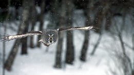 Natural World