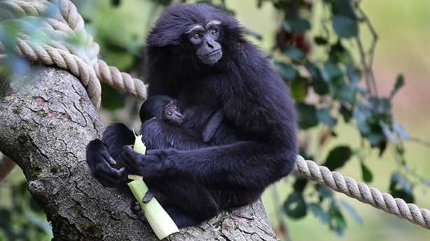 Baby gibbon at Fota Wildlife Park