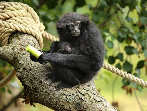 Baby agile gibbon at Fota Wildlife Park