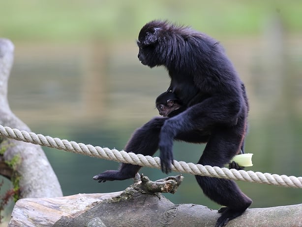 Baby agile gibbon at Fota Wildlife Park