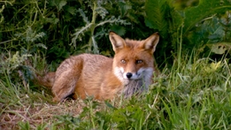 Living The Wildlife