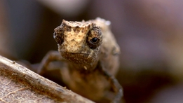 Natural World: Nature's Misfits
