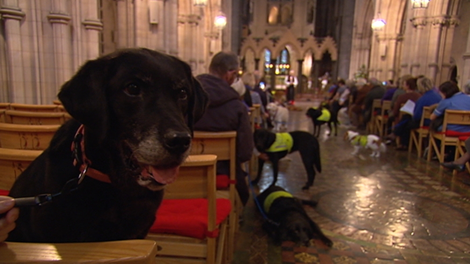 Service for therapy dogs at Christchurch Cathedral