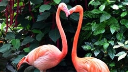 Animals and Love